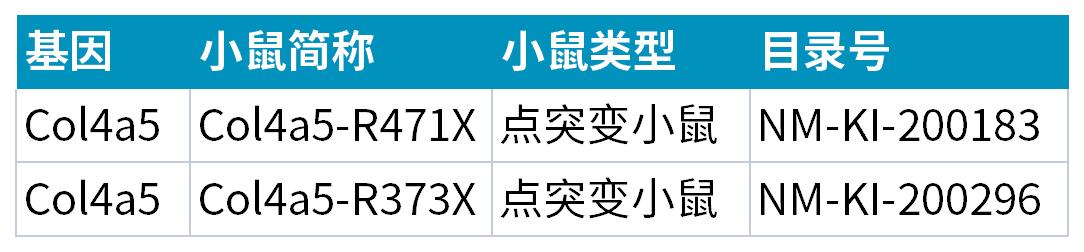 慢性肾病中的隐匿杀手——Alport综合征