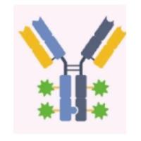 ADC药物 抗体Lintuzumab通过新型连接子mavg-MMAU偶联细胞毒性微管抑制剂Auristatin组成GLK-33