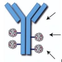 全人源化IgG2单克隆抗体AGS67C通过可切割连接子偶联微管破坏剂MMAE组成ADC抗体药物偶联物AGS67E