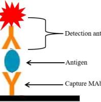 立夫特裂谷热NP配对单抗