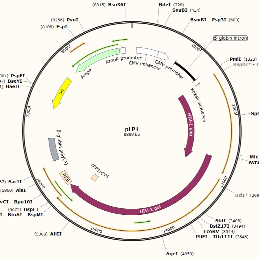 pLP1 第三代慢病毒包装质粒
