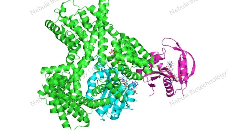 辰辉创聚生物®Nebulabio提供多种多肽药物标准品