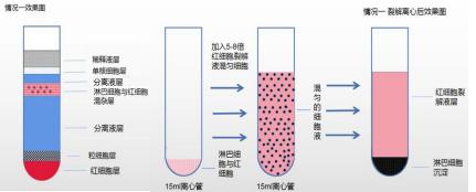 人外周血淋巴细胞分离液 内毒素<0.12EU 医用级