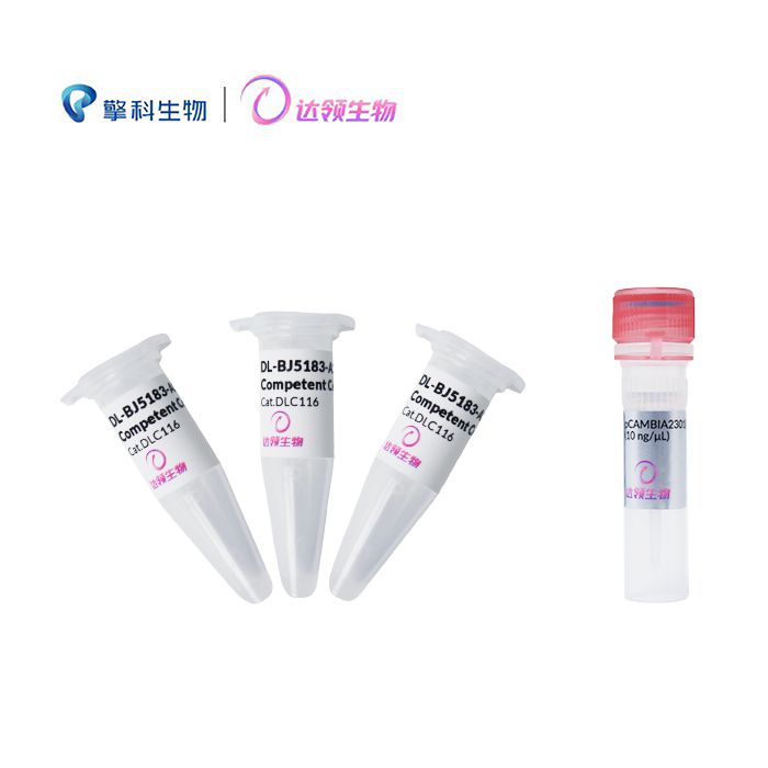 DL-BJ5183-AD-1感受态细胞 DL-BJ5183-AD-1 Chemically Competent Cell