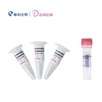 DL-BJ5183-AD-1感受态细胞 DL-BJ5183-AD-1 Chemically Competent Cell