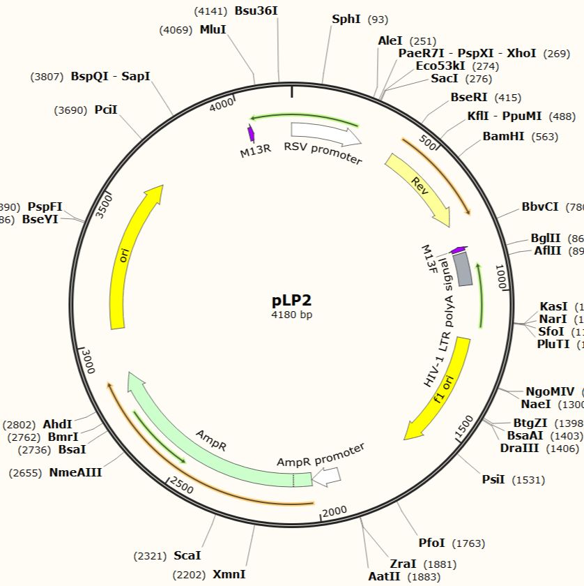 pLP2第三代慢病毒包装质粒