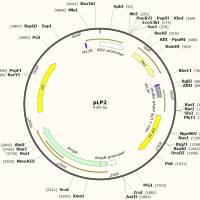 pLP2第三代慢病毒包装质粒