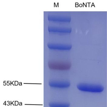 肉毒 梭菌毒素A 重组轻链蛋白