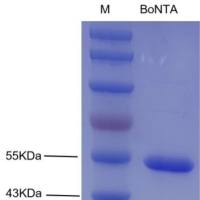 肉毒 梭菌毒素A 重组轻链蛋白