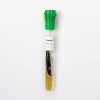 黑qu霉CMCC(F)98003（二代斜面）