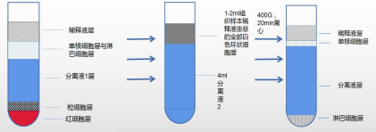 人外周血淋巴细胞分离液 内毒素<0.12EU 医用级