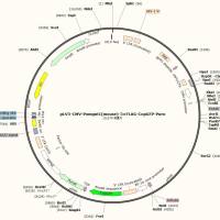 pLV3-CMV-Pomgnt1(mouse)-3×FLAG-CopGFP