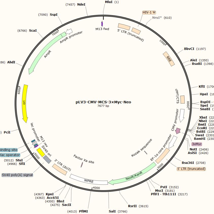 pLV3-CMV-MCS-3×Myc-Neo