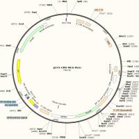 pCDH-CMV-MCS-EF1-Puro/pLV3-CMV-MCS-Puro