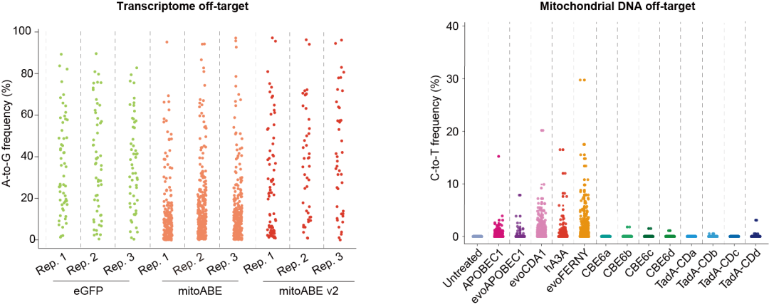 魏文胜团队发布新一代线粒体碱基编辑器助力建立疾病动物模型