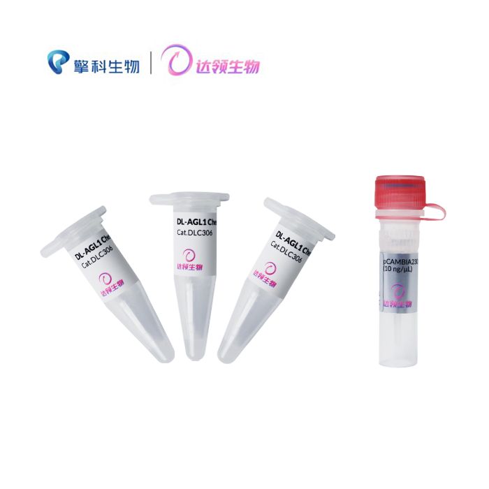 DL-AGL1感受态细胞 DL-AGL1 Chemically Competent Cell