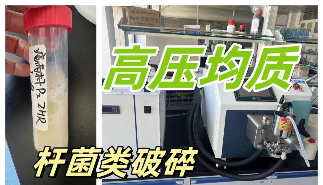 如何利用高压均质机优化细胞破碎实验？实用技巧分享
