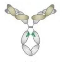 人源化抗 HER2抗体的ADC药物 GQ1005 IgG1单克隆抗体-连接子-拓扑异构酶Ⅰ抑制剂