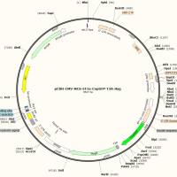 pCDH-CMV-MCS-EF1a-CopGFP-T2A-Hyg