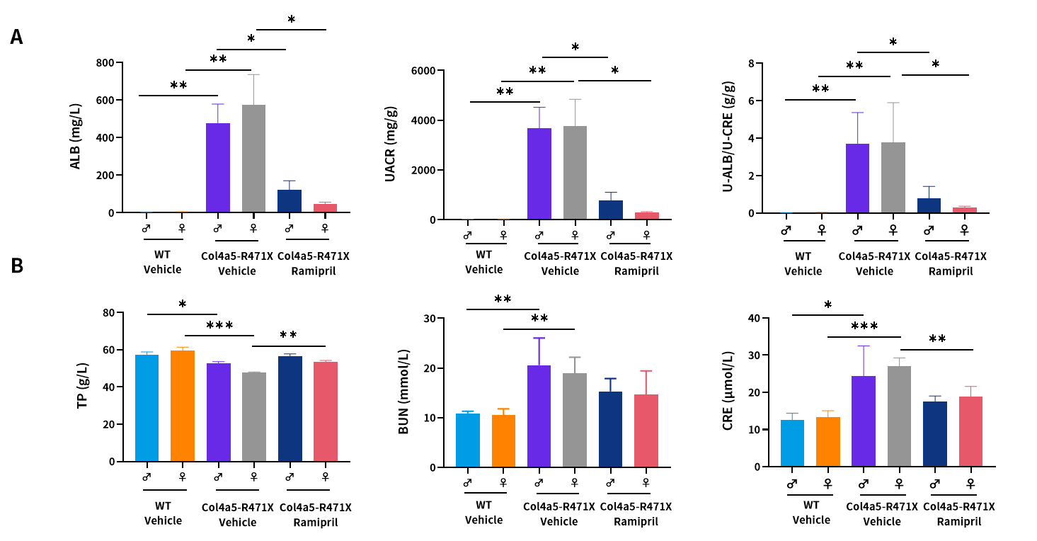 慢性肾病中的隐匿杀手——Alport综合征