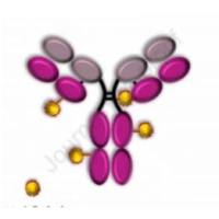 抗HER2抗体的ADC药物 ALT-P7 曲妥珠单抗变体-连接子-细胞毒性药物 MMAE