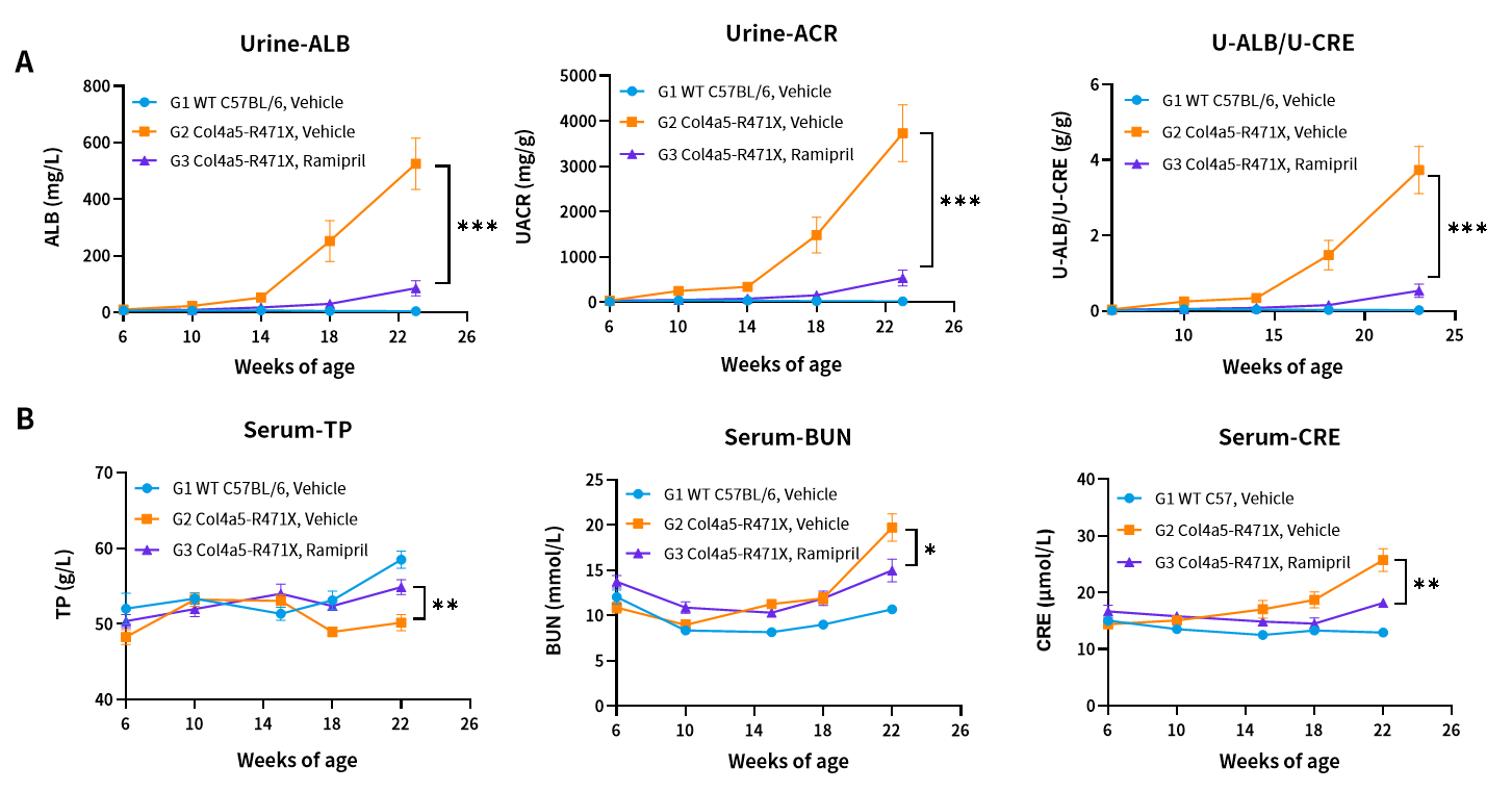 慢性肾病中的隐匿杀手——Alport综合征