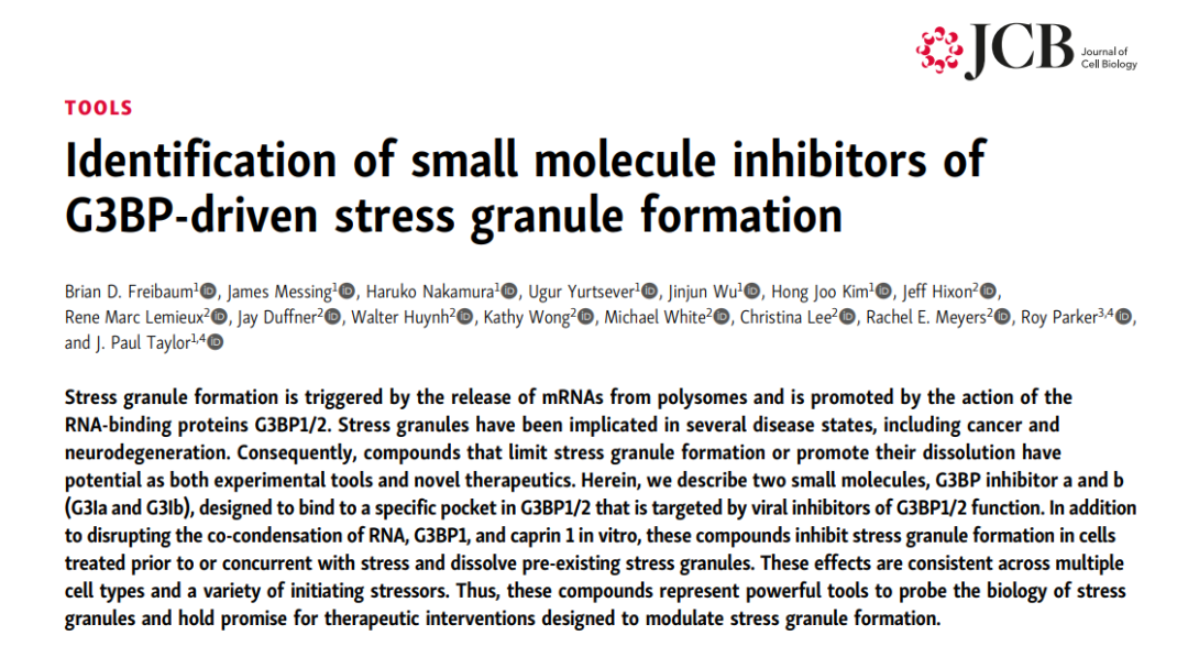 实时细胞成像 I 应激颗粒调控助力神经退行性疾病机制与治疗研究