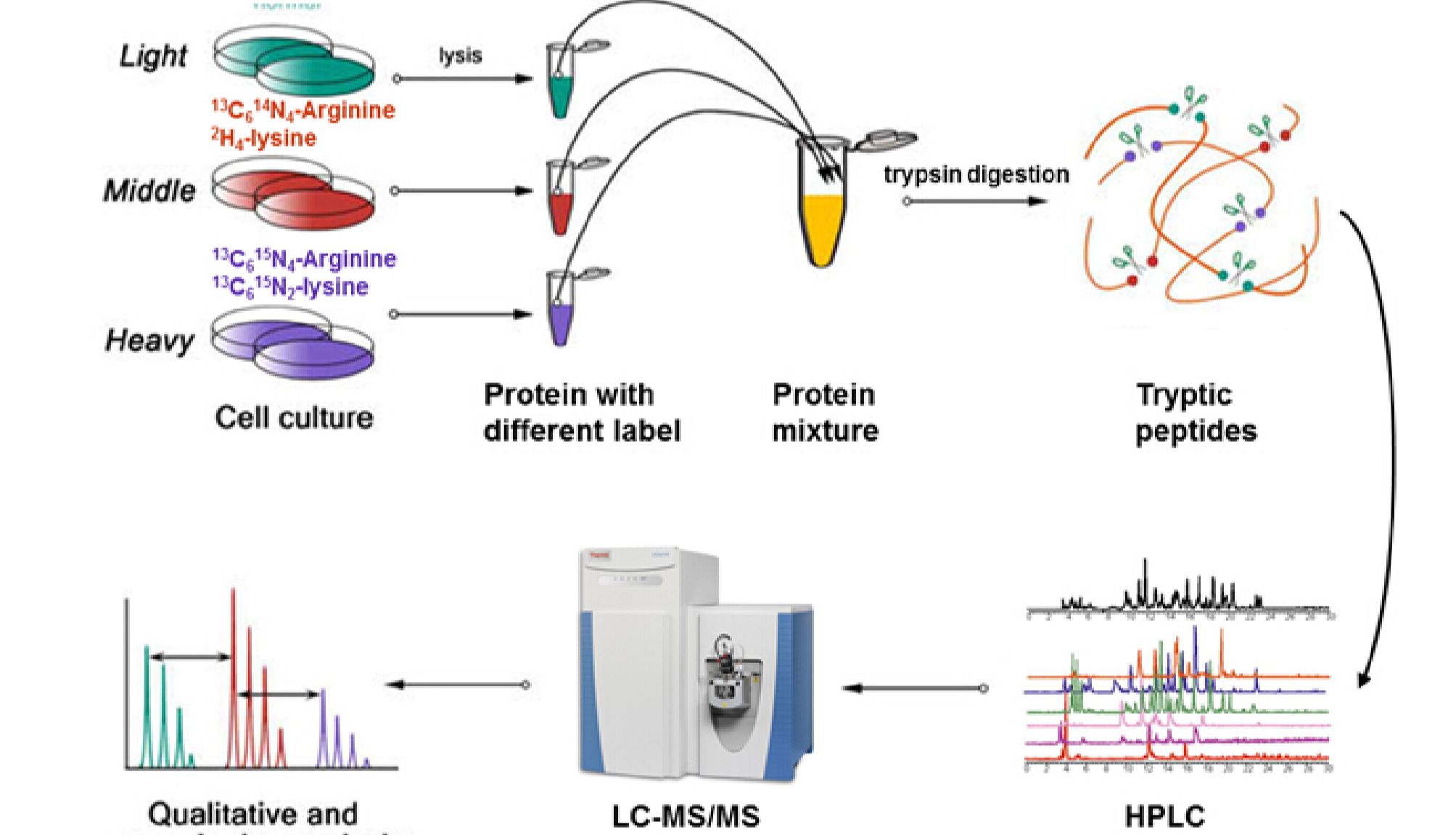 透析胎牛血清在这些研究领域“大显身手”