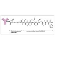 单克隆抗体通过不可分裂的马来酰亚胺丙基(mc)连接子偶联甲基奥瑞他汀(MMAF)形成ADC抗体药物偶联物AGS-16C3F