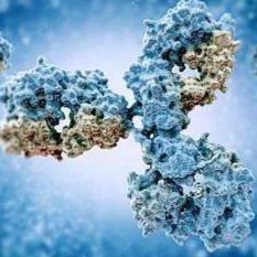 基孔肯 雅病毒变种(A226V) E1单抗