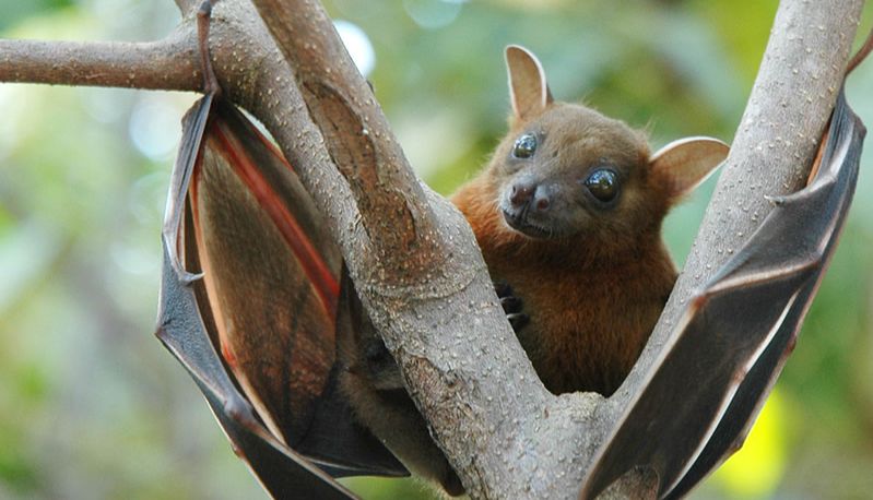 World First蝙蝠肺类器官模型问世：揭示病毒传播新路径