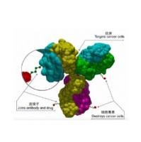 ADC药物研发解决方案  ADC抗体偶联药物定制服务(ADC-Linker)   ADC药物