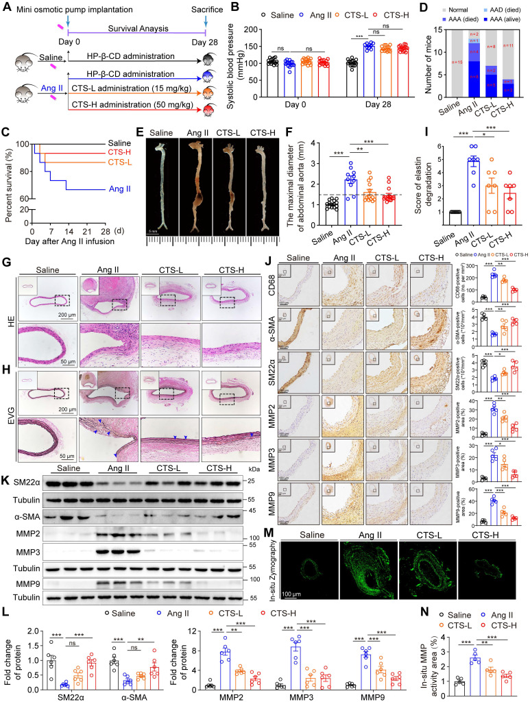 IF:12.4，网络药理学+转录组+机制实验，解析隐丹参酮防止腹主动脉瘤形成！