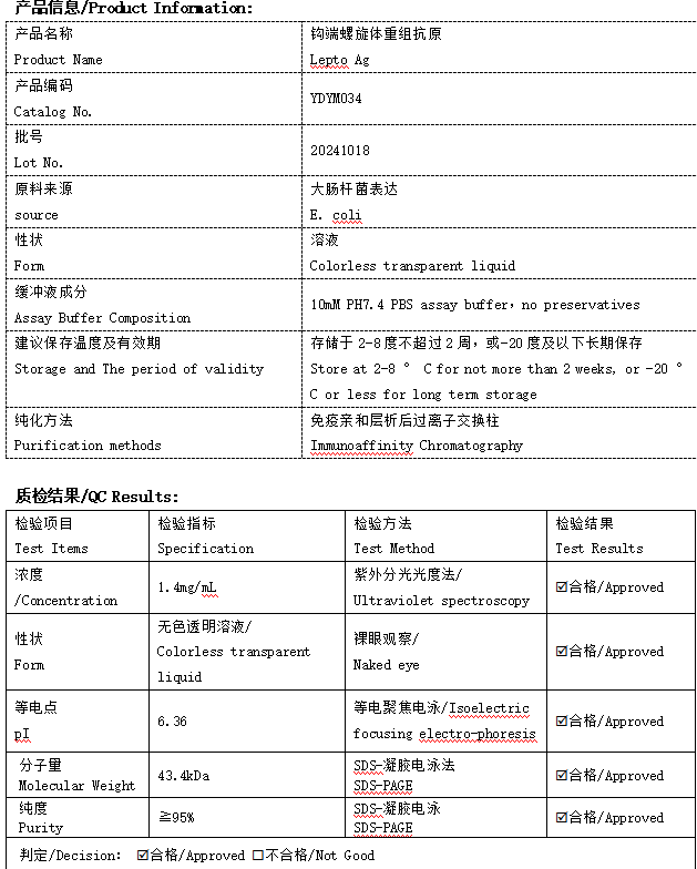 钩端螺旋体抗原重组蛋白
