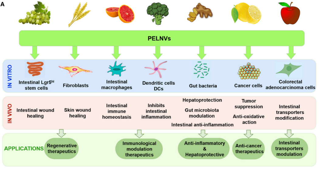 悄悄火起来的植物“外泌体”