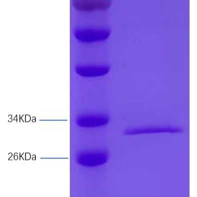 金黄色 葡萄球菌肠毒素A