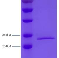 金黄色 葡萄球菌肠毒素A