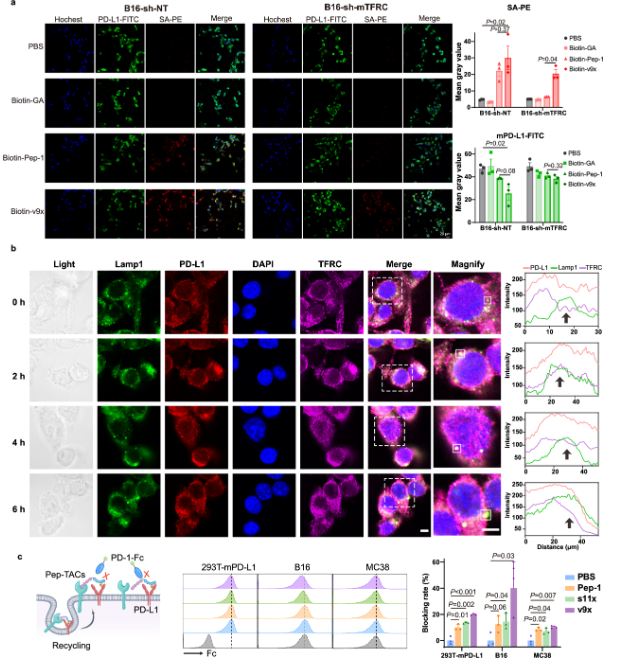 一种用于癌症免疫治疗的基于共价肽溶酶体靶向蛋白降解平台