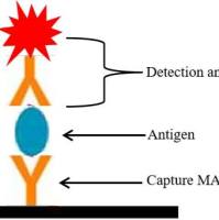 肉毒 梭菌毒素A单抗（配对）