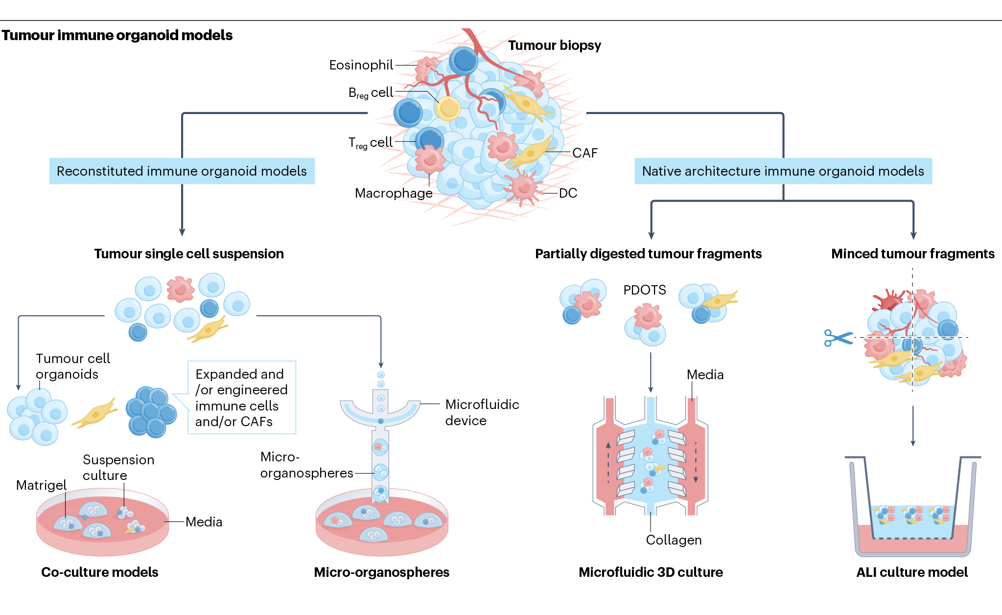 肿瘤类器官2.0：类器官-免疫细胞共培养，开启肿瘤免疫新时代