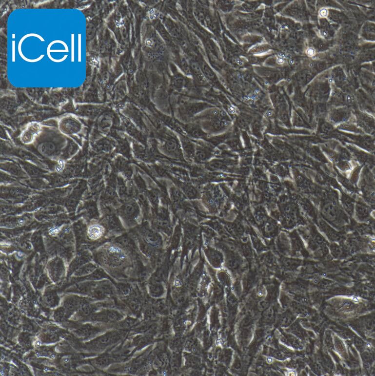 小鼠脑动脉血管内皮细胞/免疫荧光鉴定 镜像绮点(Cellverse)