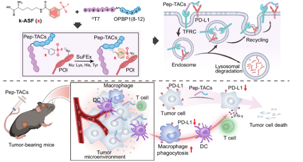 一种用于癌症免疫治疗的基于共价肽溶酶体靶向蛋白降解平台