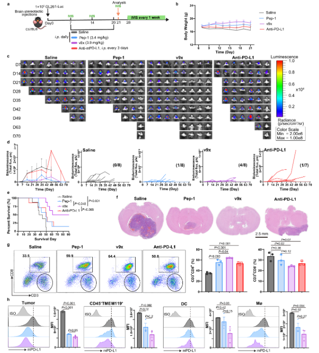 一种用于癌症免疫治疗的基于共价肽溶酶体靶向蛋白降解平台