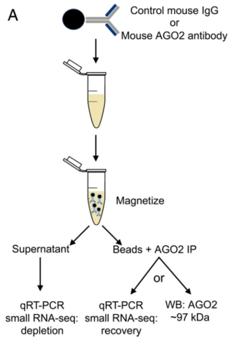 诺奖得主的miRNA测序秘籍