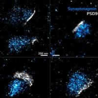 MASSIVE-SDAB-FAST抗突触结合蛋白1-神经成像试剂盒