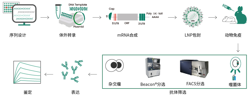 mRNA免疫制备抗体：新技术总是在不经意间走进生活