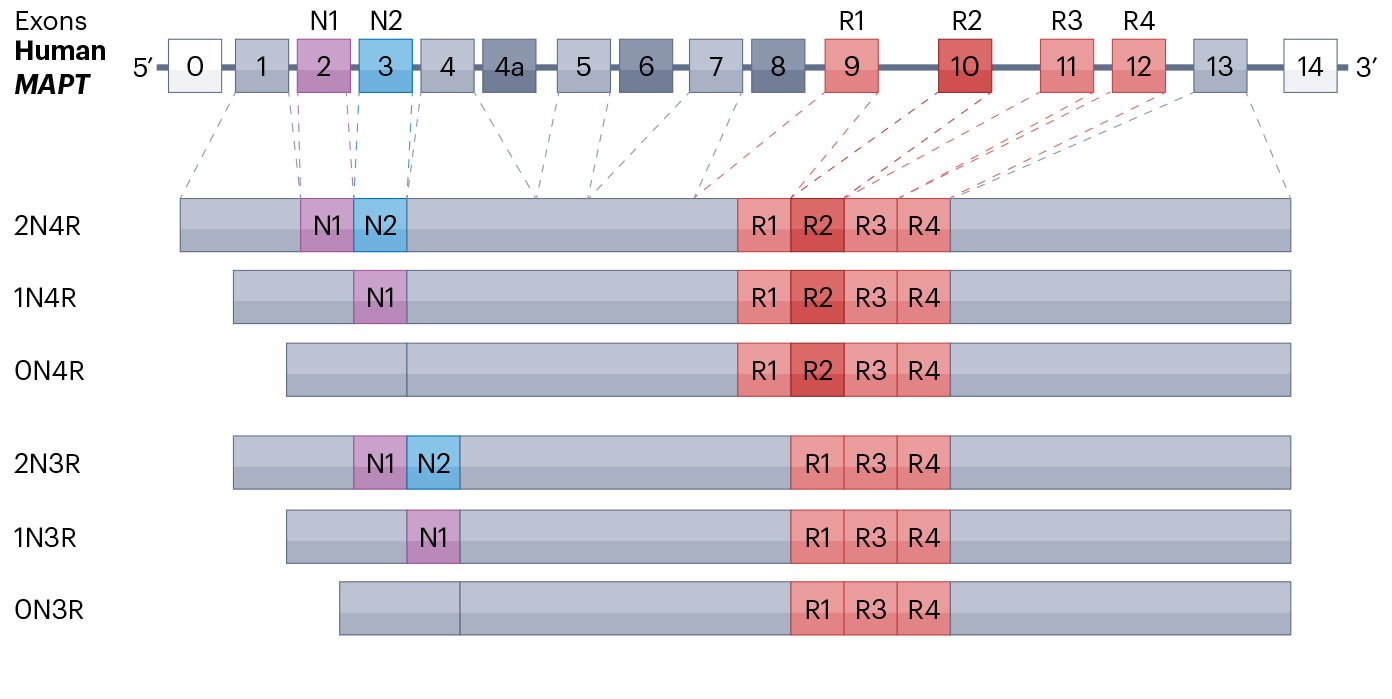 聚焦Tau蛋白修饰：揭开神经退行性疾病热门靶点的神秘面纱