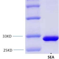 金黄色 葡萄球菌肠毒素A重组蛋白