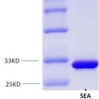 金黄色 葡萄球菌肠毒素A重组蛋白