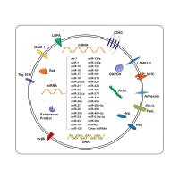 负载miR-21i和５-氟尿嘧啶（5-FU）的外泌体被表皮生长因子（EGFR)修饰